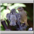 Passer domesticus - Haussperling 04 - Weibchen mit Nachwuchs.jpg
